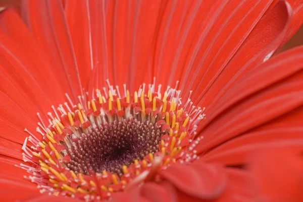 stock image Red Gerbera Daisy Macro