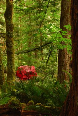 Red Tent in California Redwood Forest clipart
