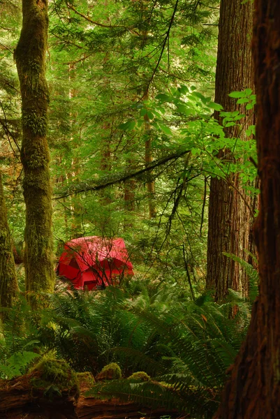 stock image Red Tent in California Redwood Forest