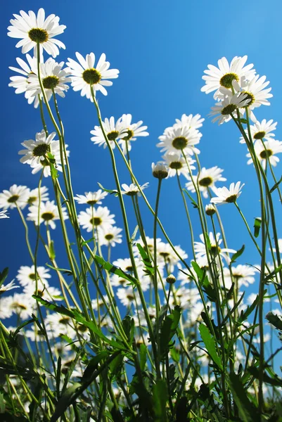 stock image Daisies Growing High