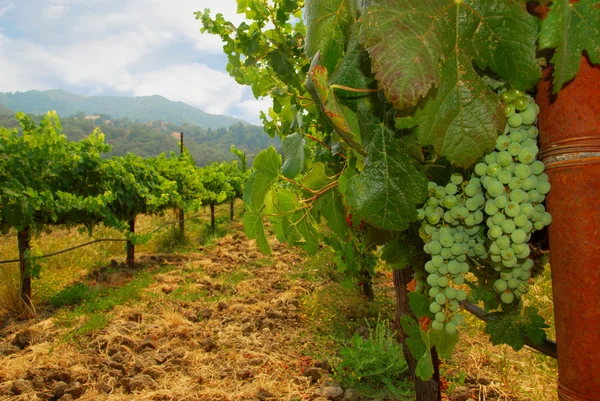 Sauvignon blanc wijn druiven — Stockfoto