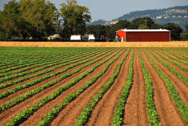 Osázené plodin, vedoucí k červená stodola — Stock fotografie