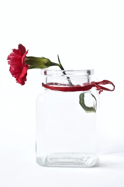 Cravo vermelho em vaso — Fotografia de Stock