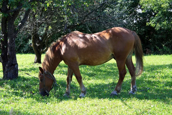 stock image Horse on a juicy meadow