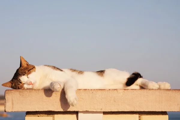 stock image Cat