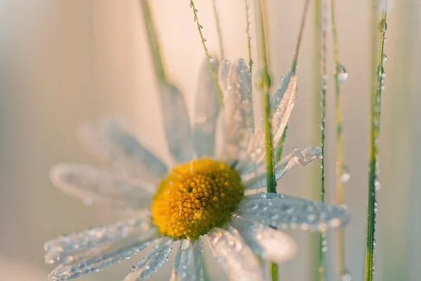 stock image Chamomile