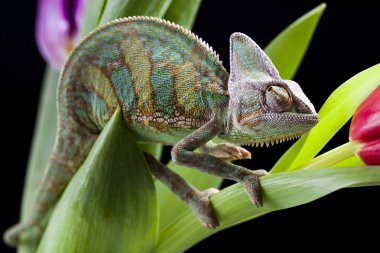 Chameleon on flower clipart