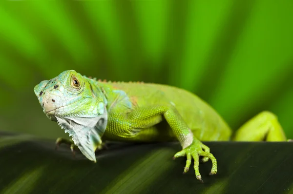 Iguana in the wild — Stock Photo, Image