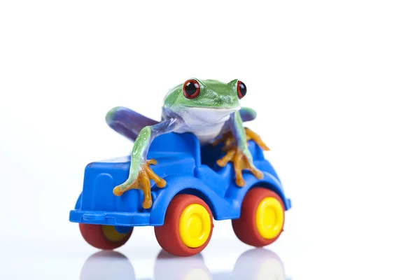 Πρόγραμμα οδήγησης βάτραχος — 图库照片