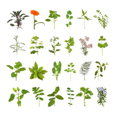 Herb Flower and Leaf Collection clipart