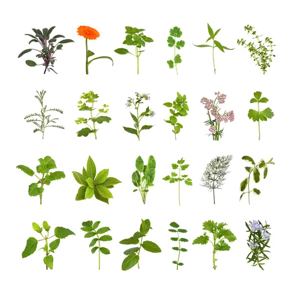 Herb květů a listů kolekce — Stock fotografie