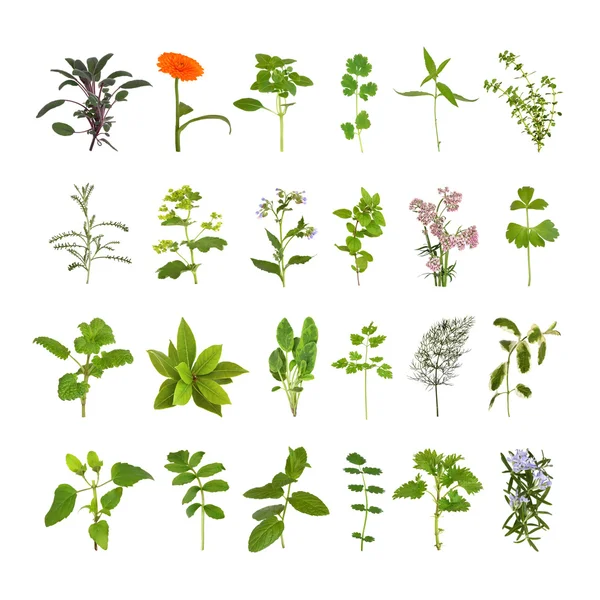 Herb Flower and Leaf Collection — Stock Photo, Image
