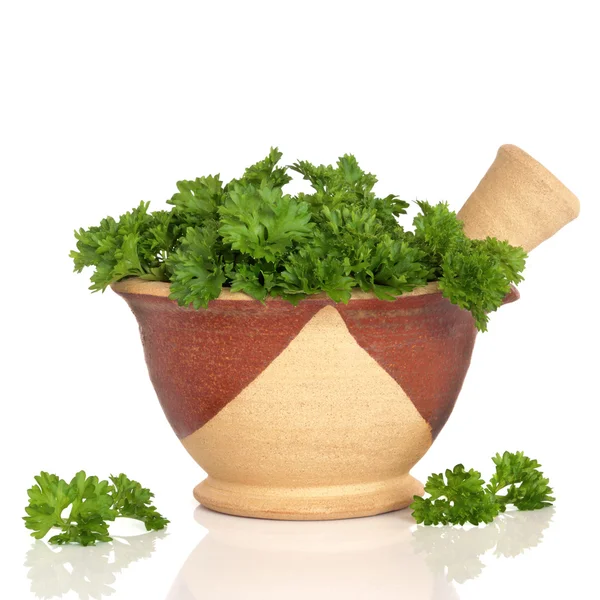 Folhas de salsa Herb — Fotografia de Stock