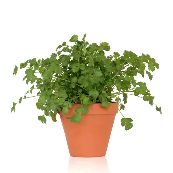 Planta de hierba de cilantro —  Fotos de Stock
