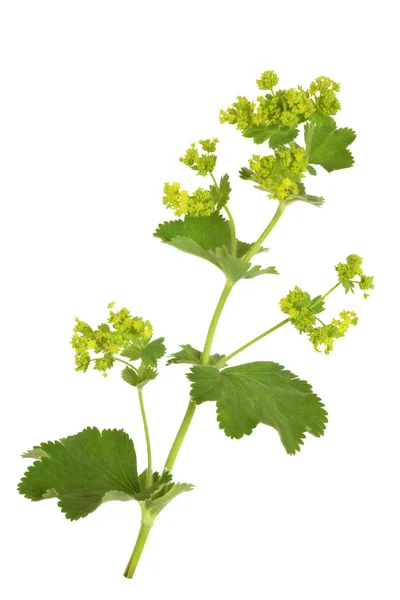 Ladys Mantle Herb — Stock Photo, Image
