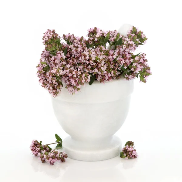 Kakukkfű gyógynövény virágok — Stock Fotó