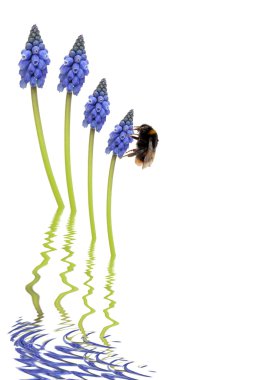 Bee and Grape Hyacinth Flowers clipart
