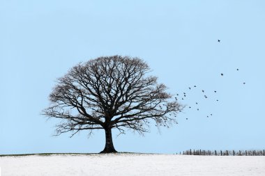 Oak Tree in Winter clipart