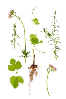 Valerian, Lavender and Hop Herbs clipart