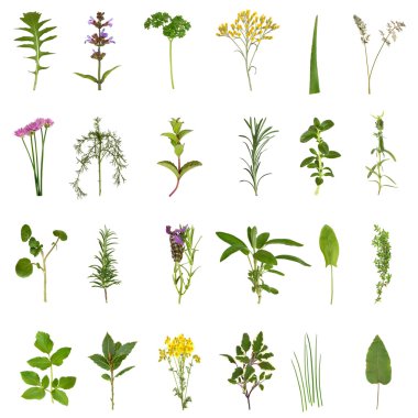 Herb Leaf and Flower Collection clipart