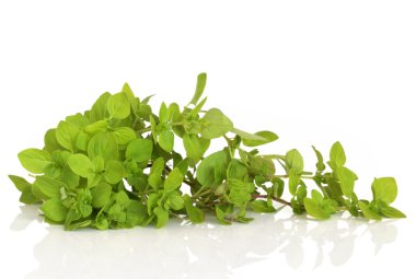 Oregano Herb Leaves clipart