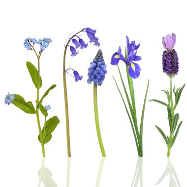 Spring Flowers in Blue clipart