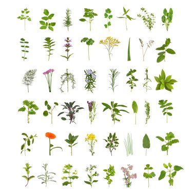 Large Herb Leaf and Flower Collection clipart