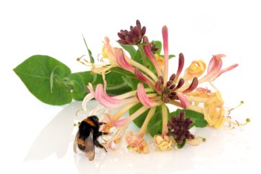 Honeysuckle Flower and Bee clipart