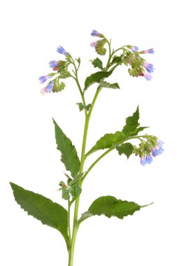 Comfrey Herb with Flowers clipart