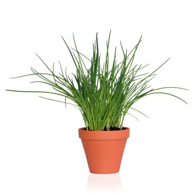 Chive Herb Plant clipart