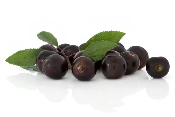 Blackthorn Fruit — Stock Photo, Image