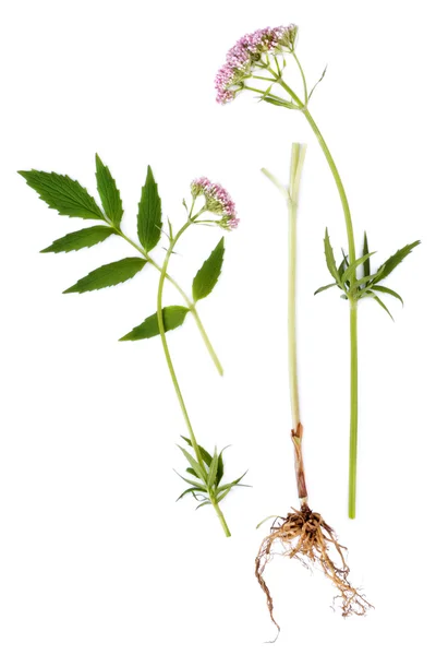 Valerian blad, wortel en bloem — Stockfoto