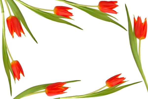 Тюльпан-квітка краси — стокове фото
