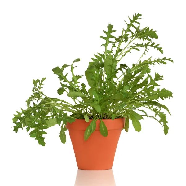 Rucola-Kräuterpflanze — Stockfoto