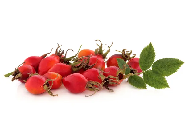 Rosa mosqueta fruta silvestre —  Fotos de Stock