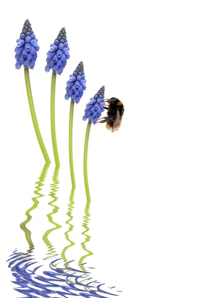 Бджола та виноград Hyacinth квіти — стокове фото