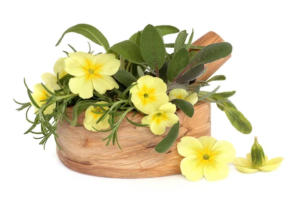 Primrose bloemen en kruiden — Stockfoto
