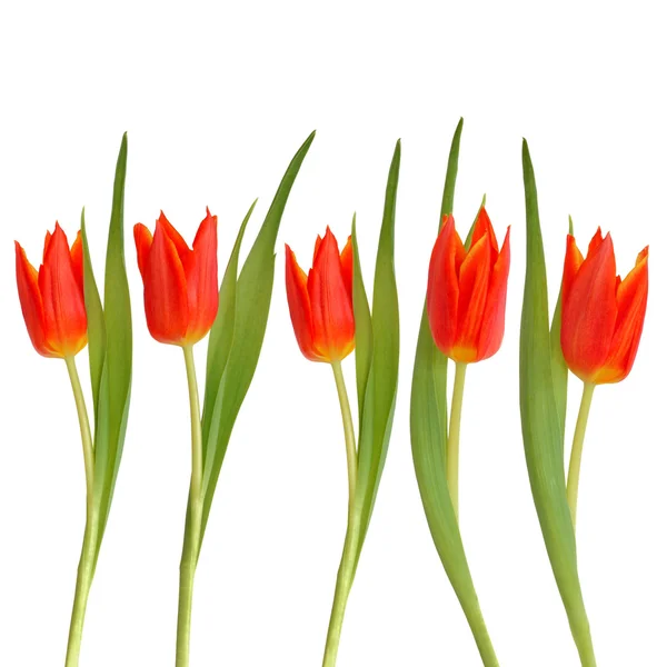 Red Tulip Flower Beauty — Stock Photo, Image