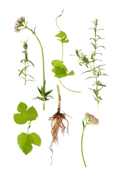 Macskagyökér, levendula, komló gyógynövények — Stock Fotó