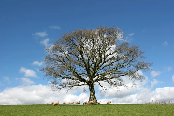 Baharda meşe ağacı — Stok fotoğraf