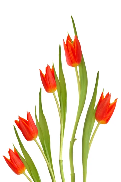 Κόκκινα άνθη τουλίπας — Φωτογραφία Αρχείου