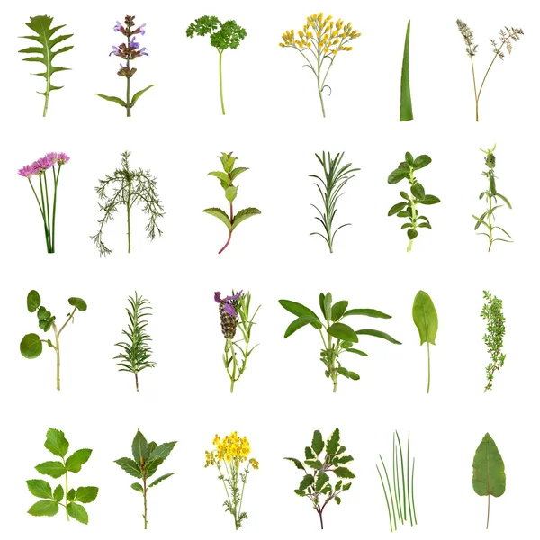 Herb list a květ kolekce — Stock fotografie