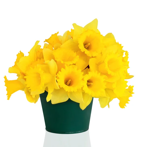 Daffodil Flor Beleza — Fotografia de Stock