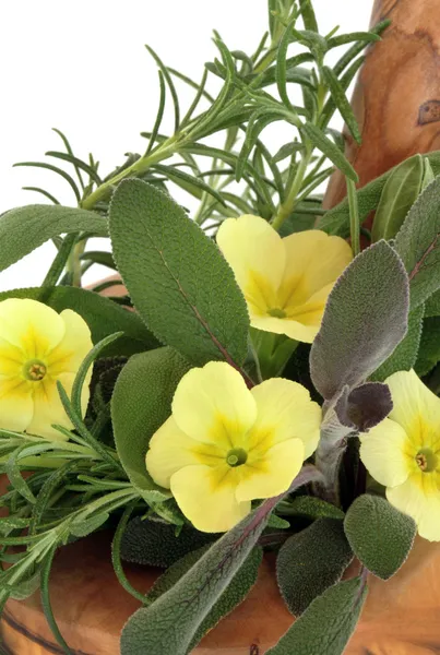 Primrose Flowers and Herbs — Stock Photo, Image