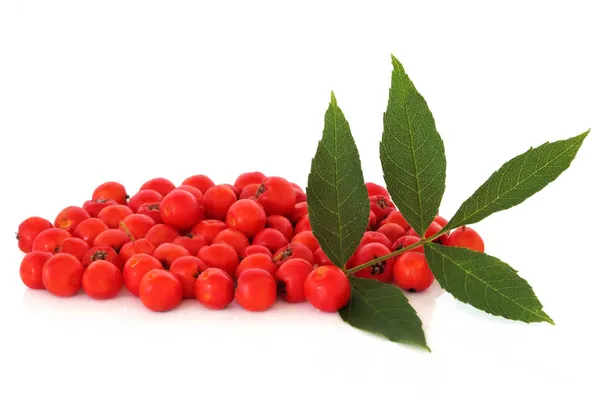 Rowan Berry Fruit — Stock Photo, Image
