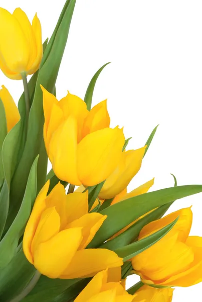 黄色郁金香花卉之美 — 图库照片