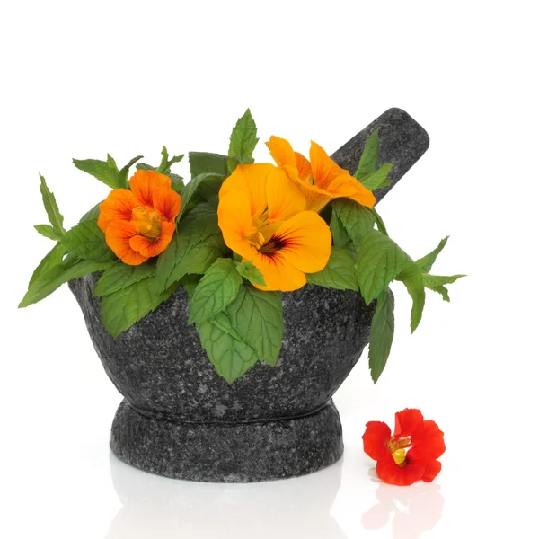 Nasturtian çiçek ve nane ot — Stok fotoğraf