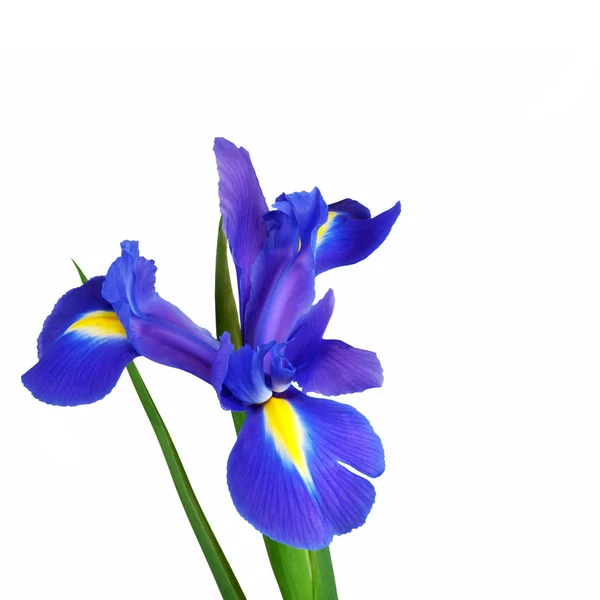 Iris bloem schoonheid — Stockfoto