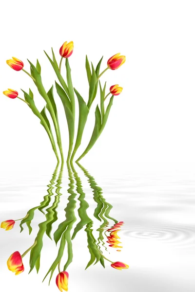Tulipán virág absztrakt — Stock Fotó