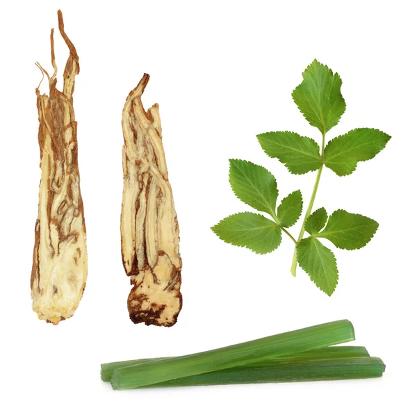 Angelica herb výrobky — Stock fotografie